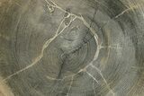 Polished Petrified Wood Round - Sweet Home, Oregon #282939-1